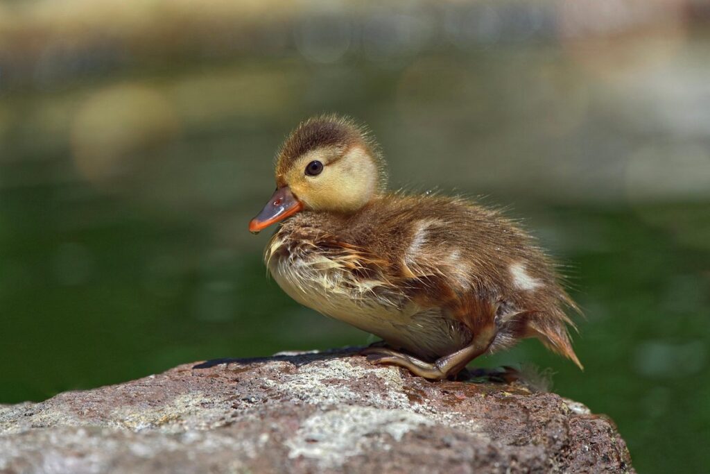 what plants can ducklings eat in a garden