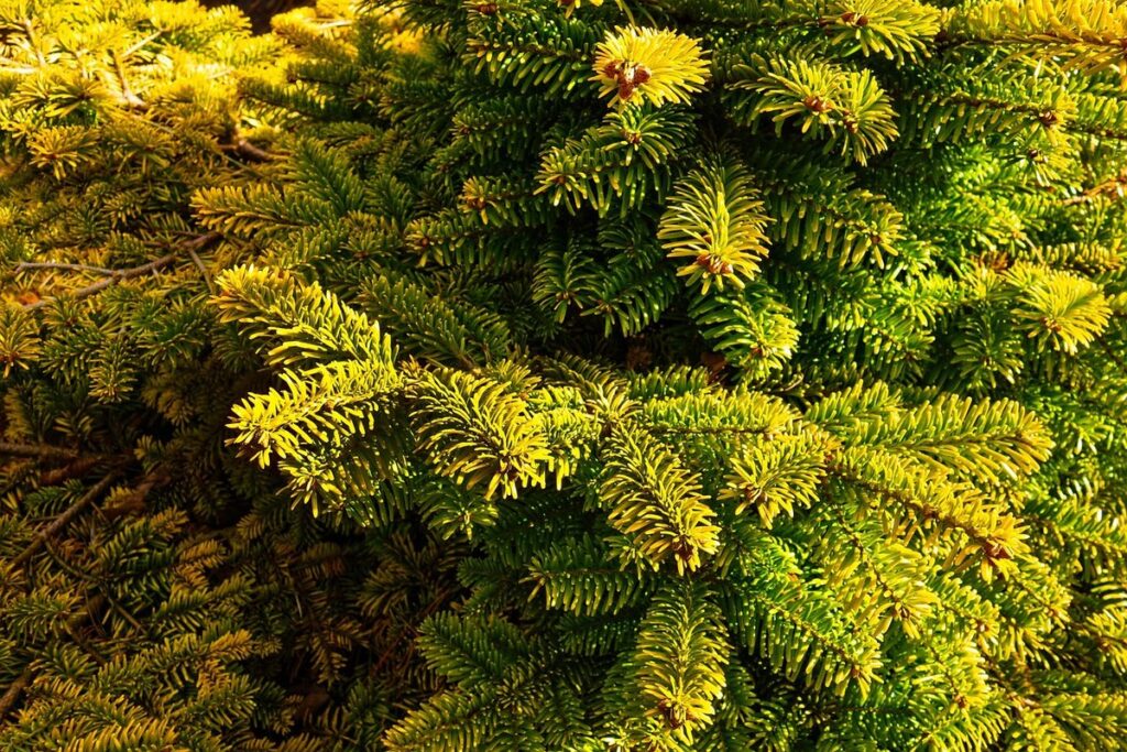 dwarf conifer
