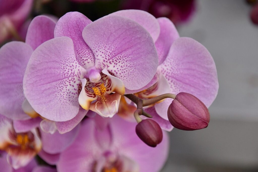 epiphytic orchids