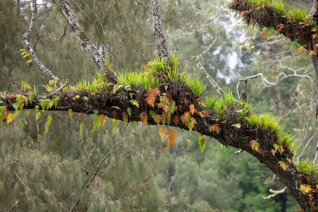 what are epiphytic plants