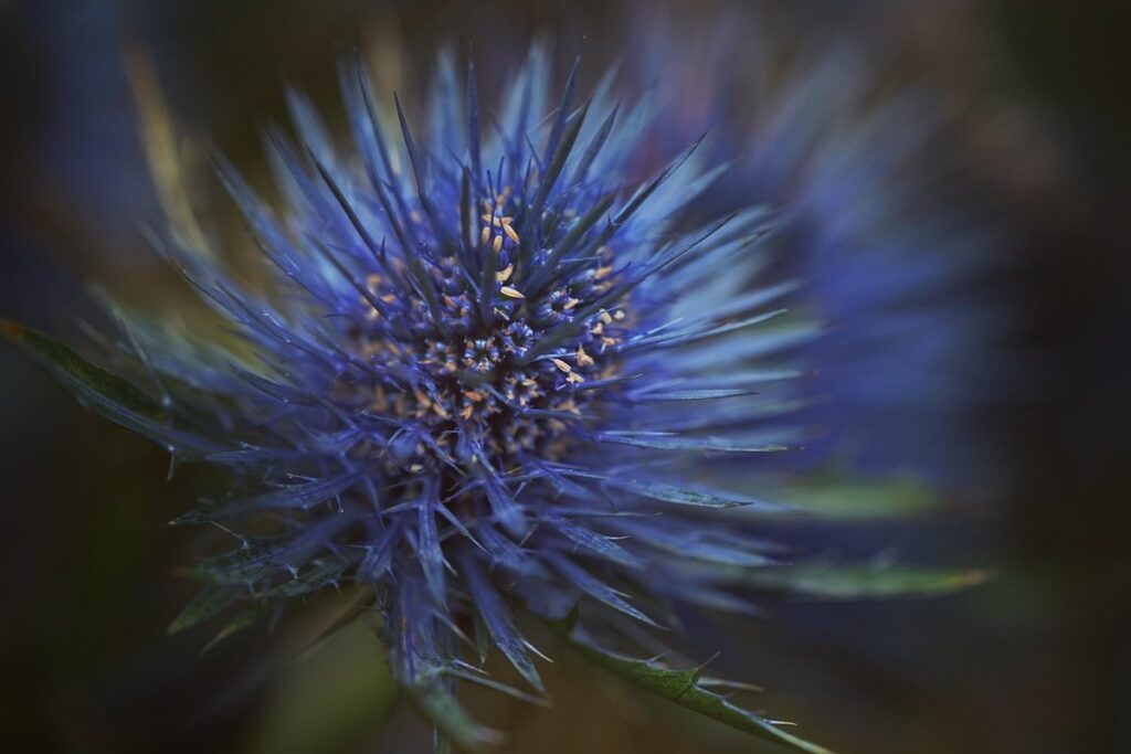 eryngium miss willmott's ghost