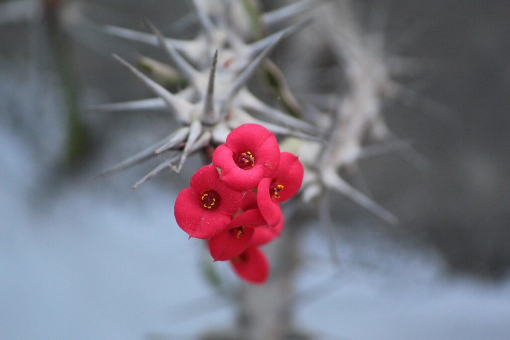 euphorbia leuconeura