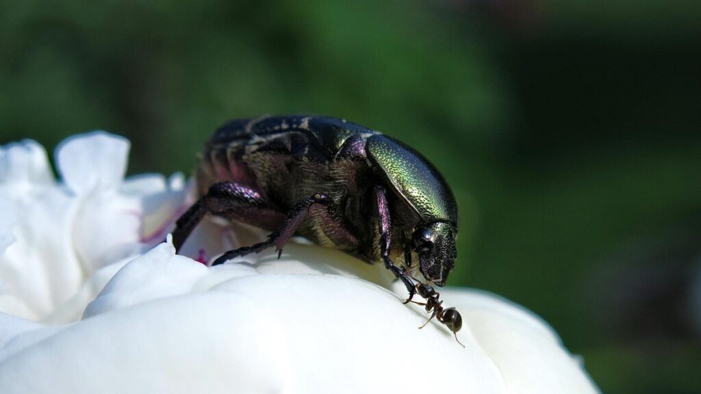 european rose chafer