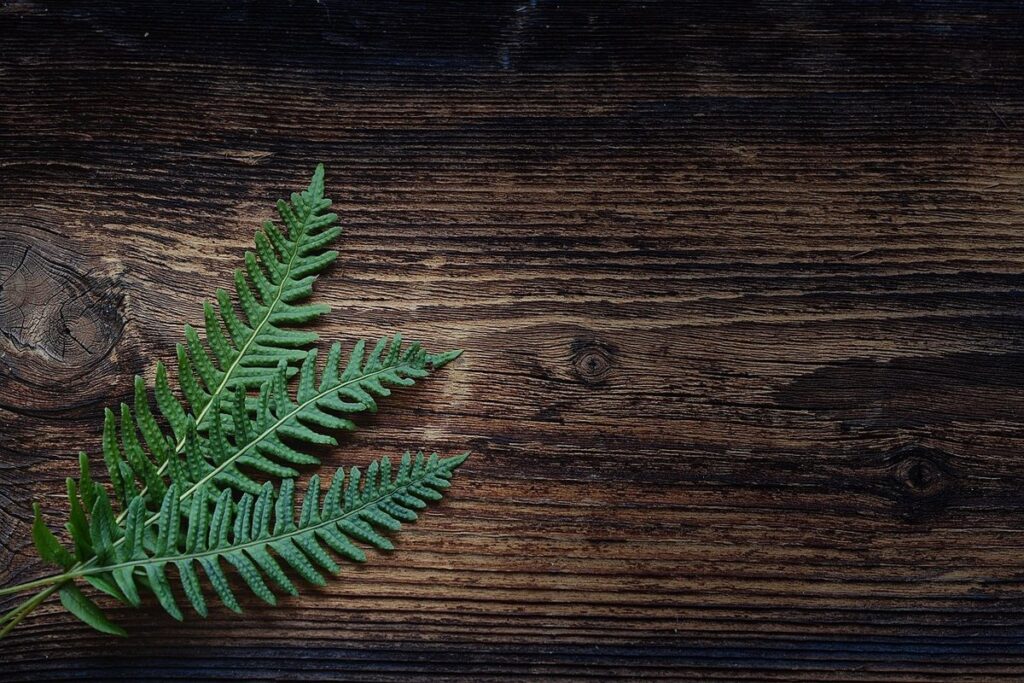 fern leaf peony