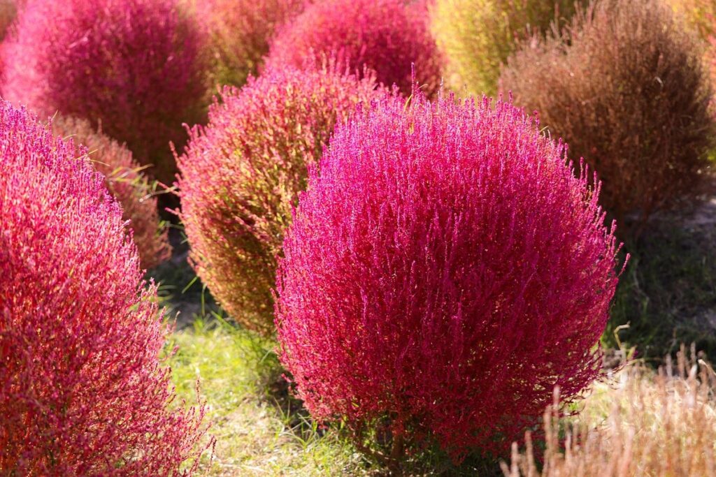 fireweed benefits for gardens