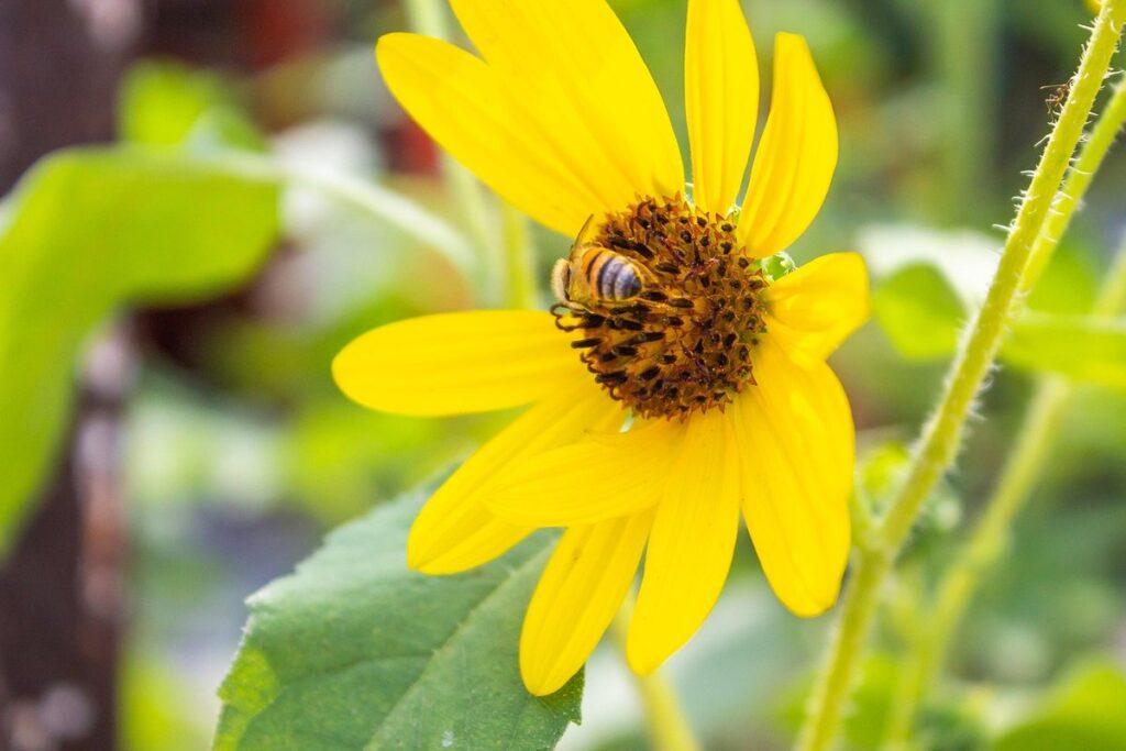 flores para abejas en invierno