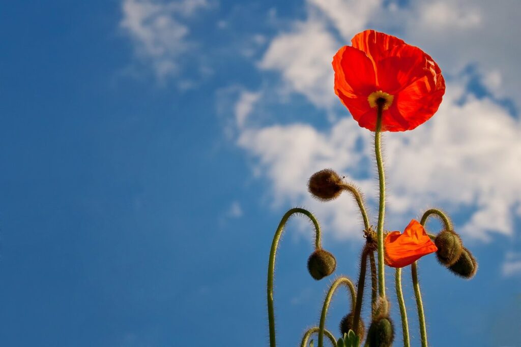 flower blue poppy