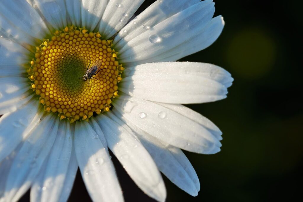 flower garden pollination
