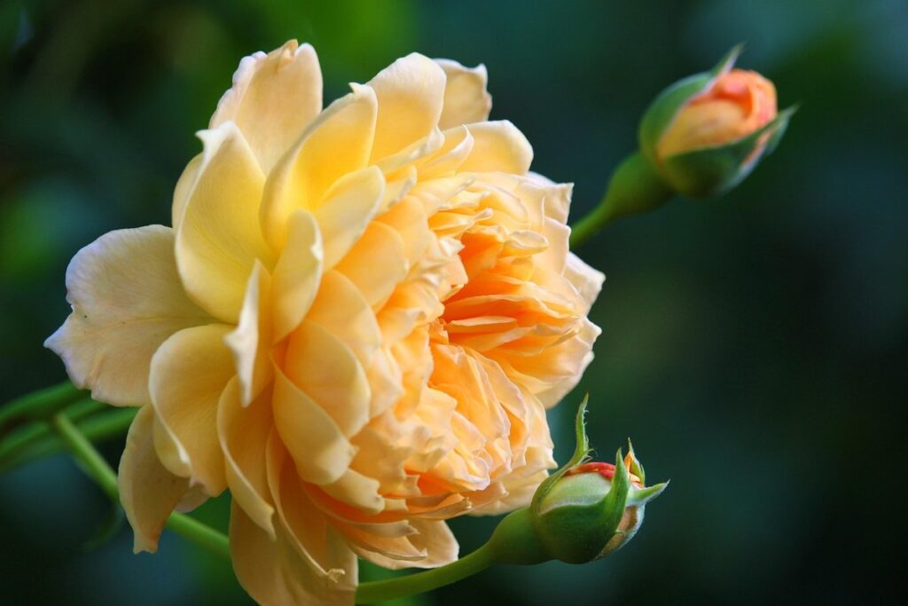 flowering orange bush