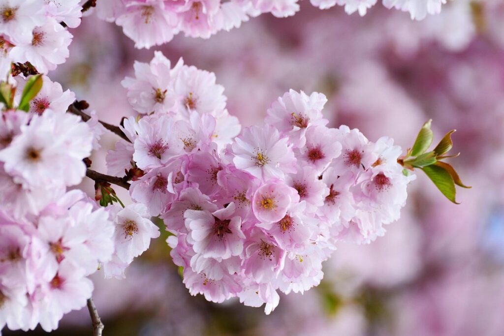 flowering trees of north carolina