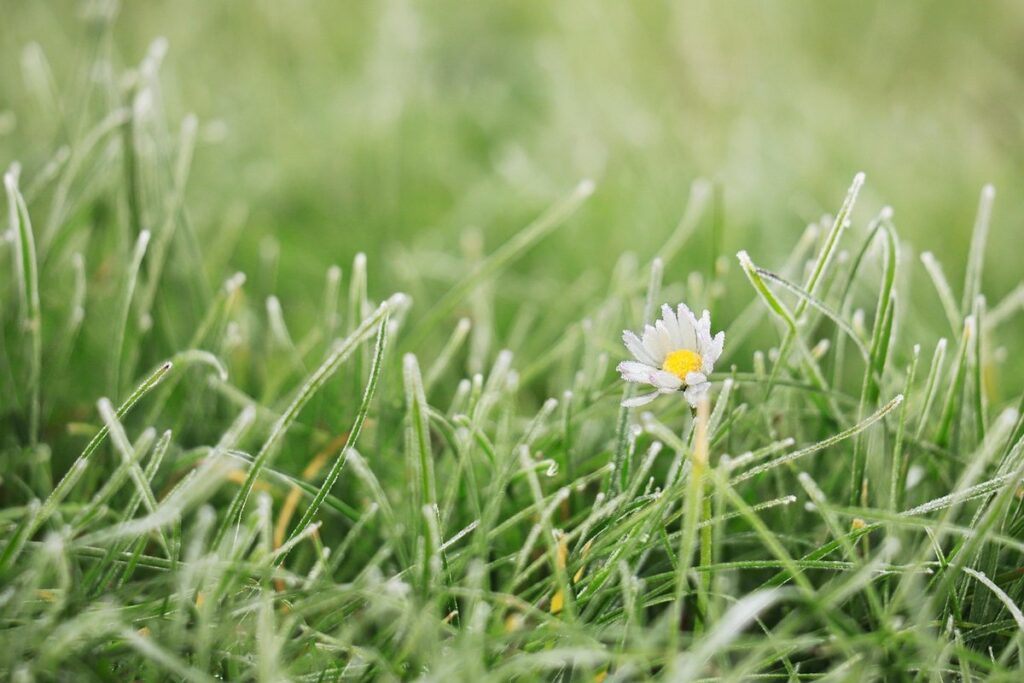 flowers on lawn