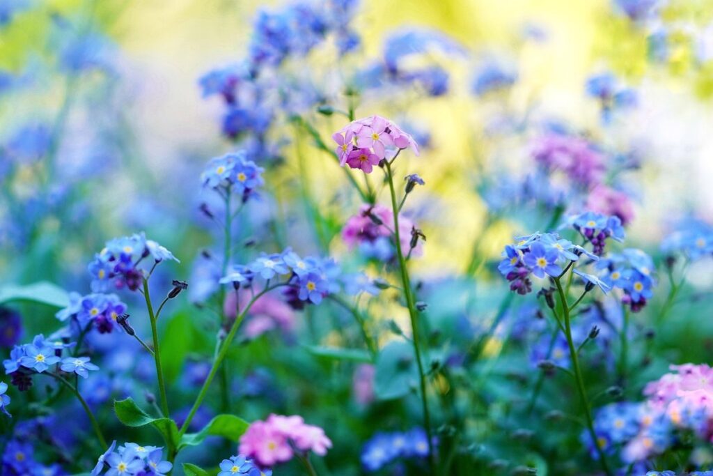 forget-me-not flower meaning
