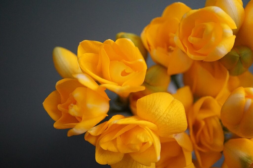 freesias planting