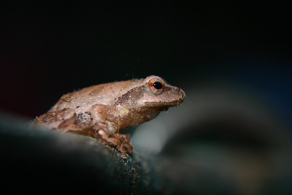 frog spit