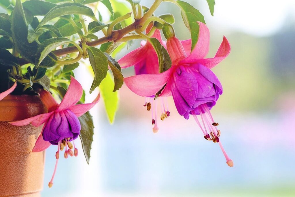 fuchsia overwinter
