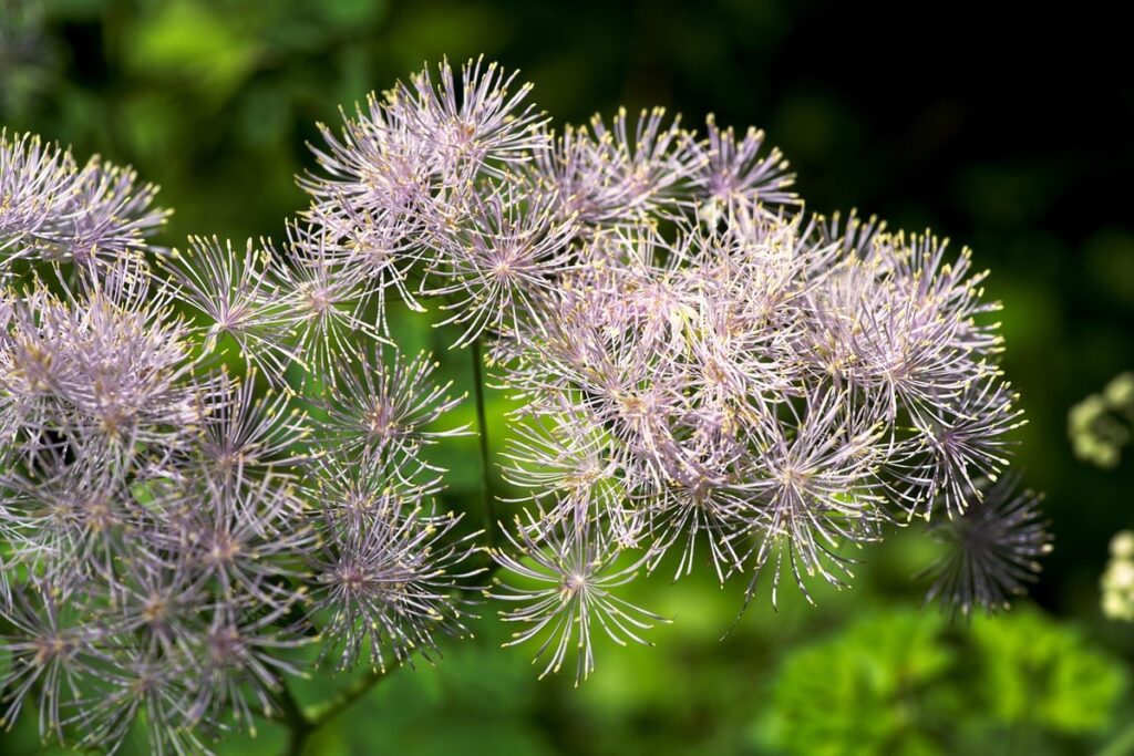 garden rue plant