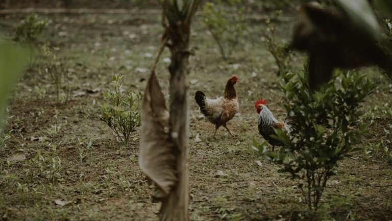 gardening with poultry for sustainable practices