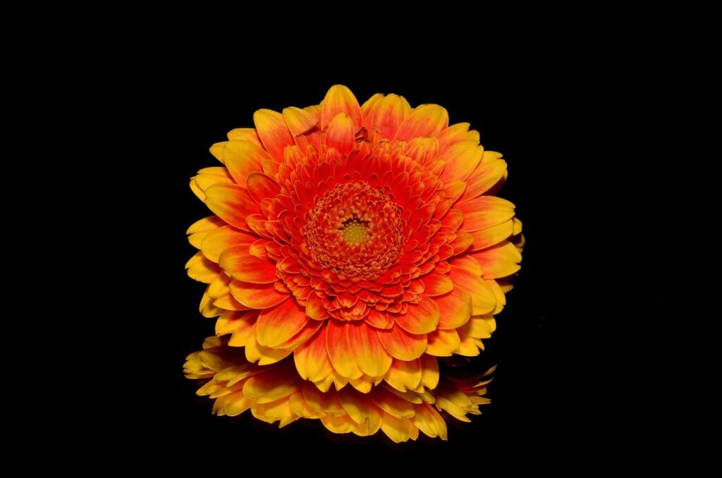 gerberas plants