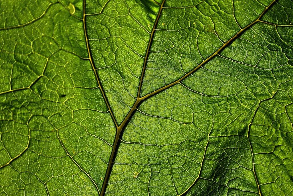 giant butterbur plant