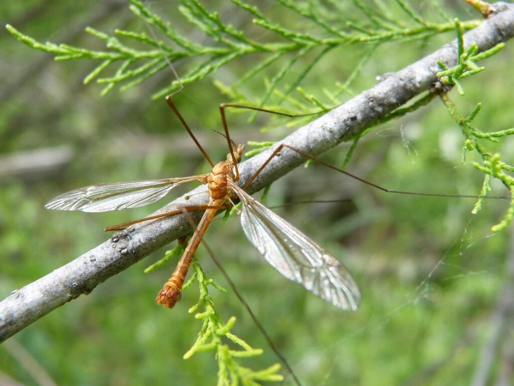giant mosquito