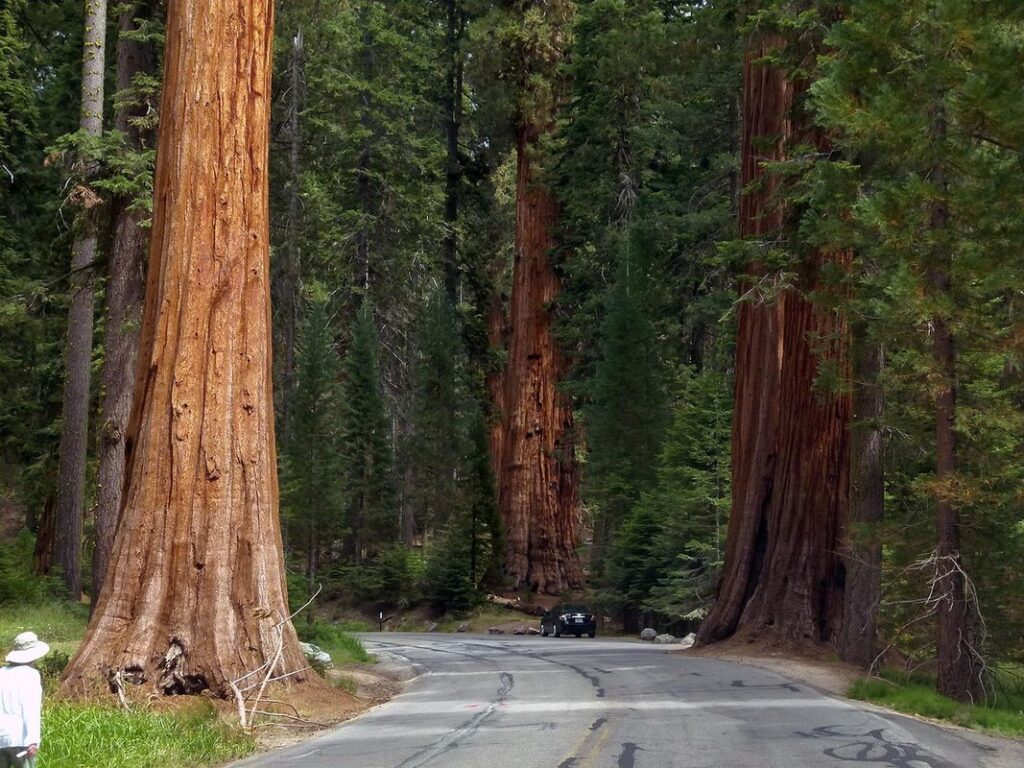 giant sequoia planting