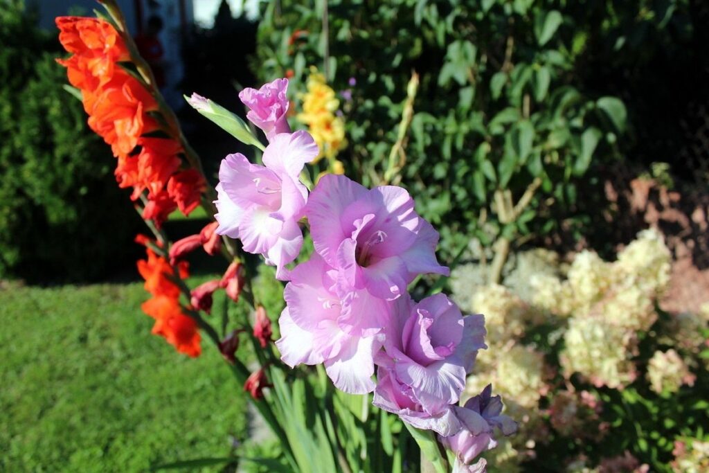 gladioli plant