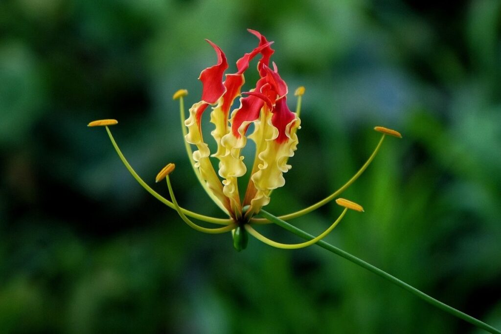 gloriosa flower