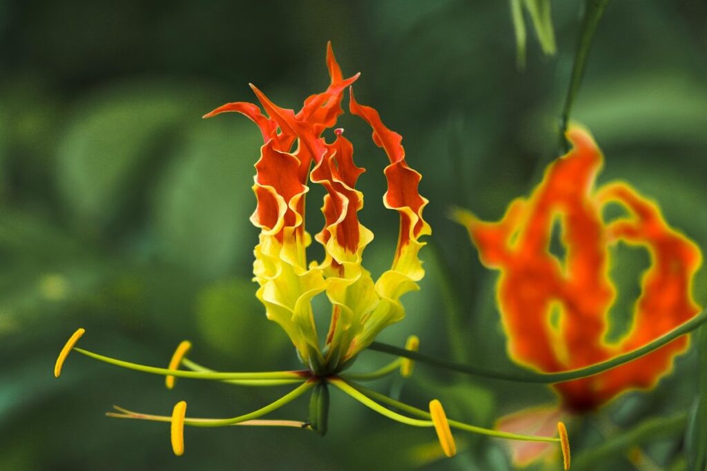 gloriosa lily