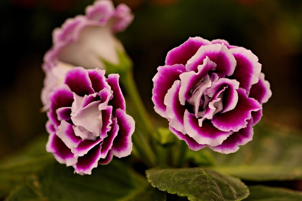 gloxinia flower