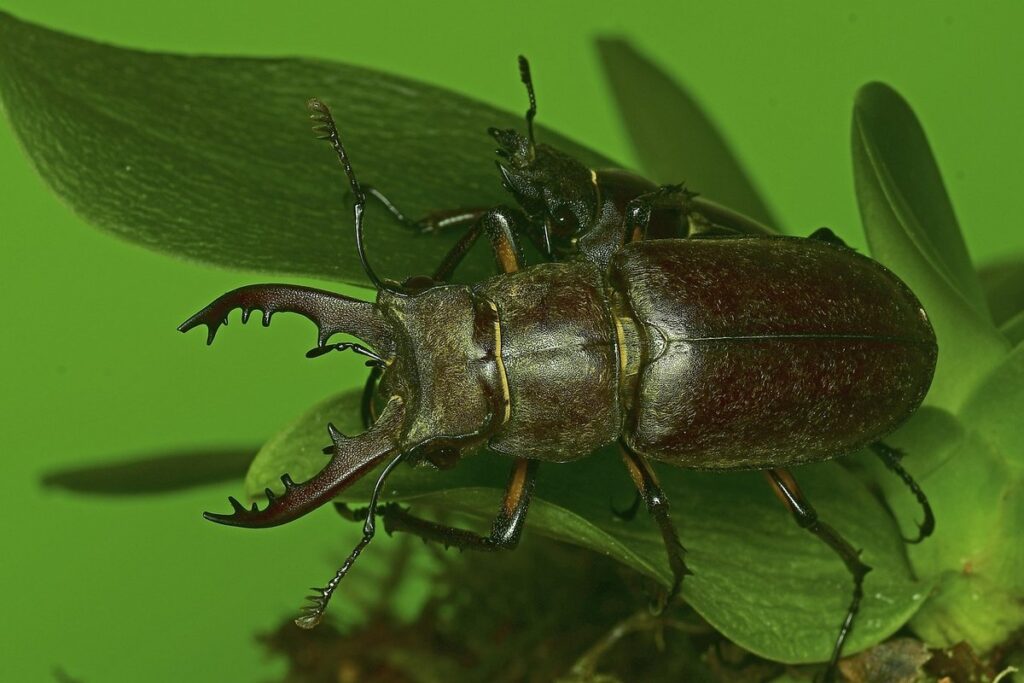 golden stag beetle
