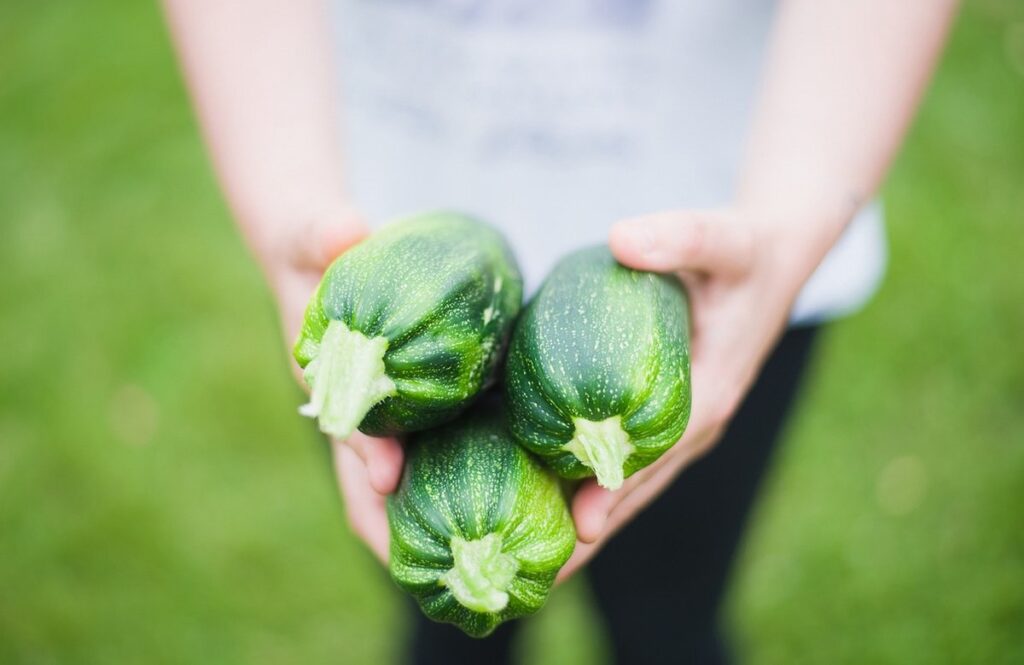 zucchini in gardening