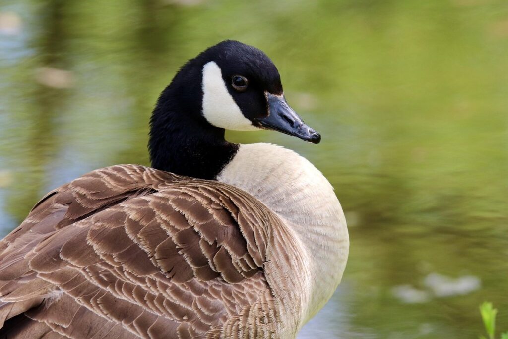 goose manure for garden soil improvement