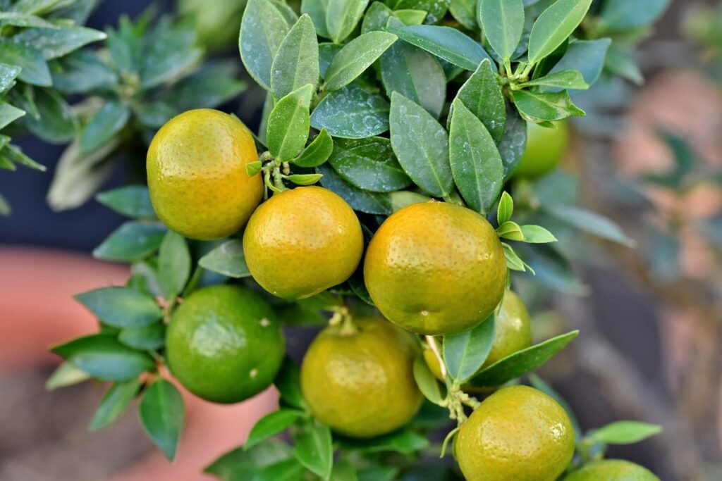 grapefruit tree disease management