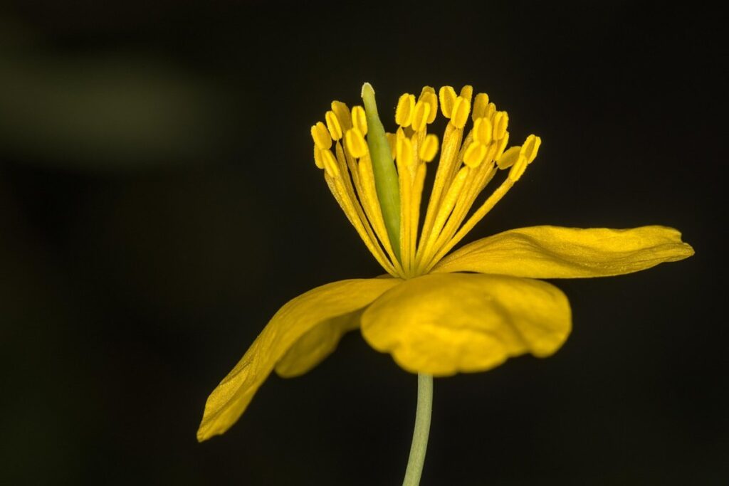 greater masterwort