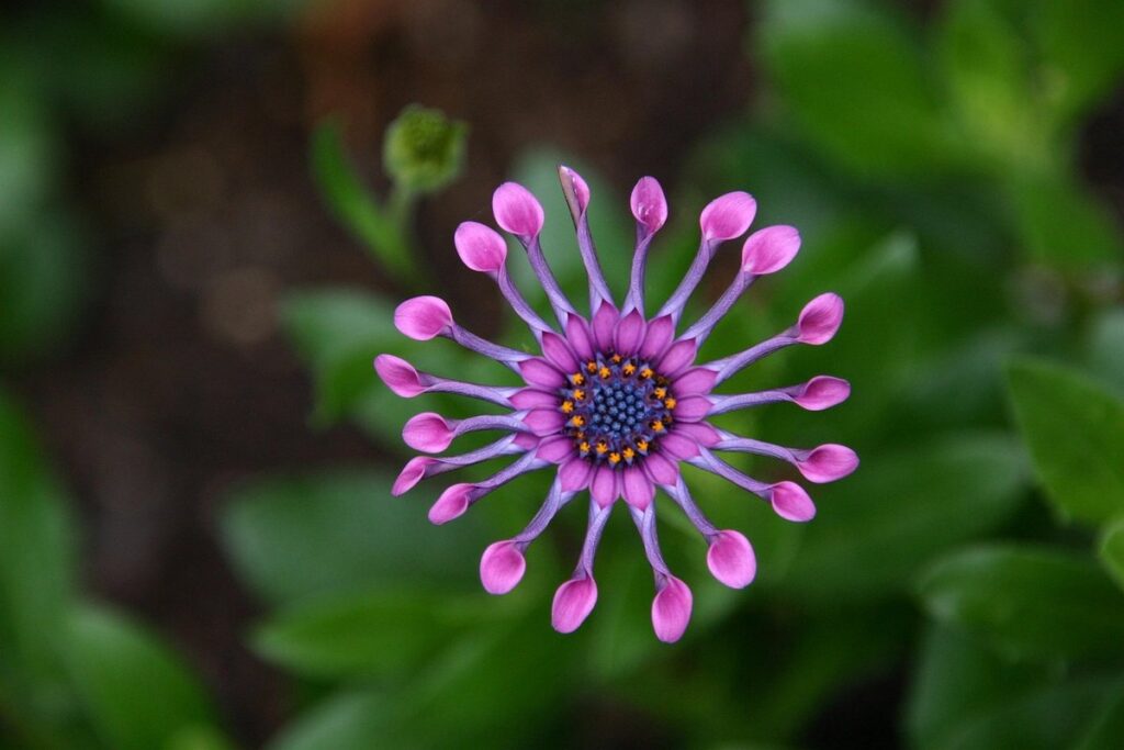 name of a green flower