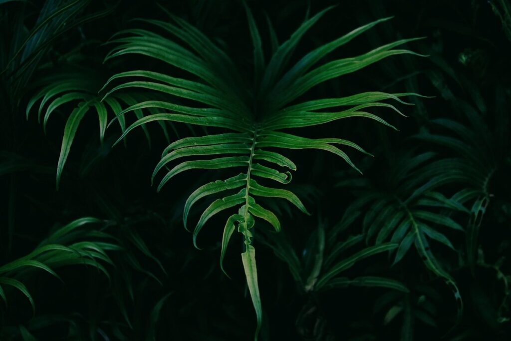 why the leaves are green in colour