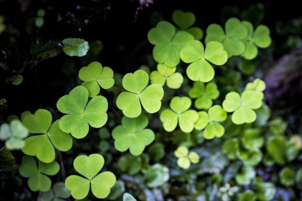 green sorrel leaves