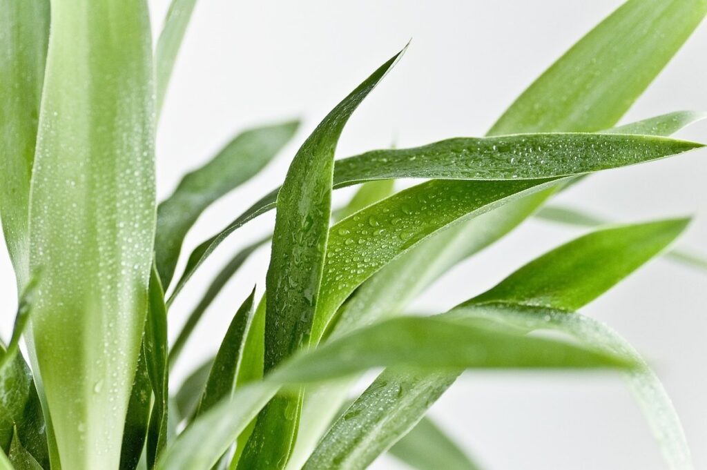 grey green plants