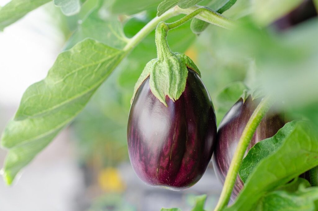 growing asian eggplant