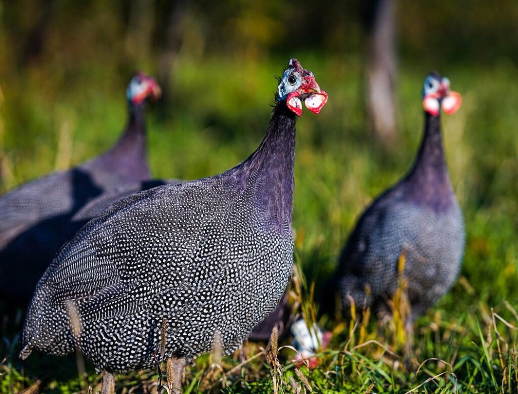 raising guinea fowl for garden pest control