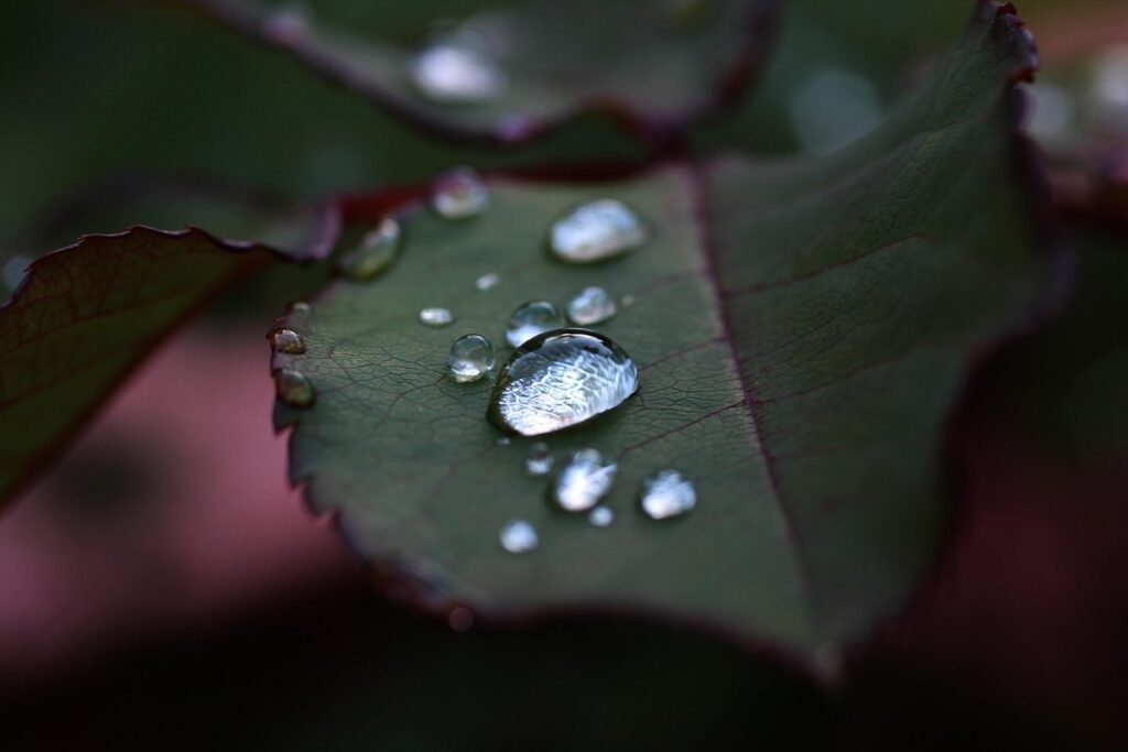 rose plant leaves have holes