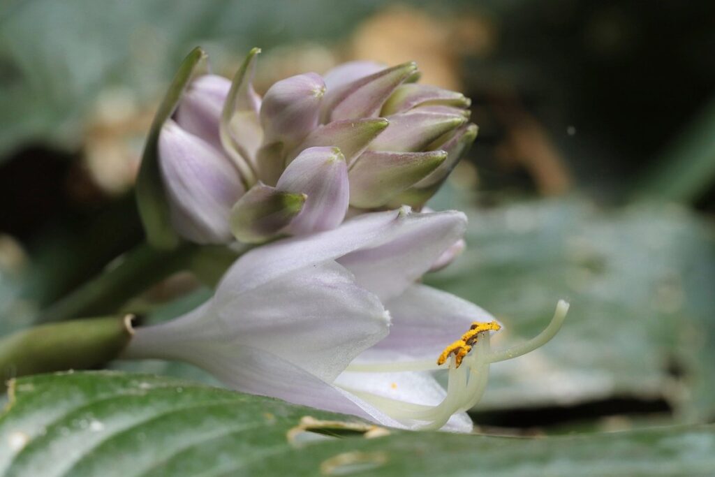 hosta bloom