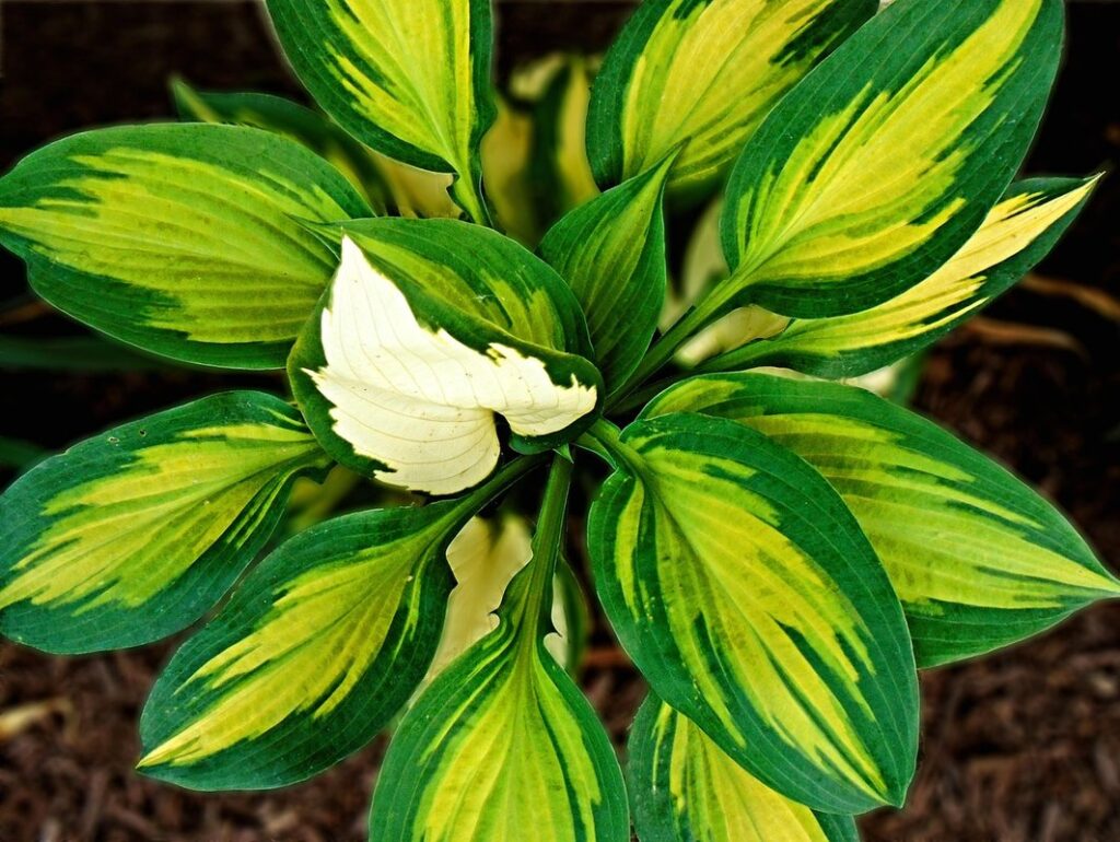 when do hostas come up