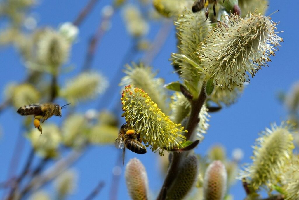 how bees pollinate