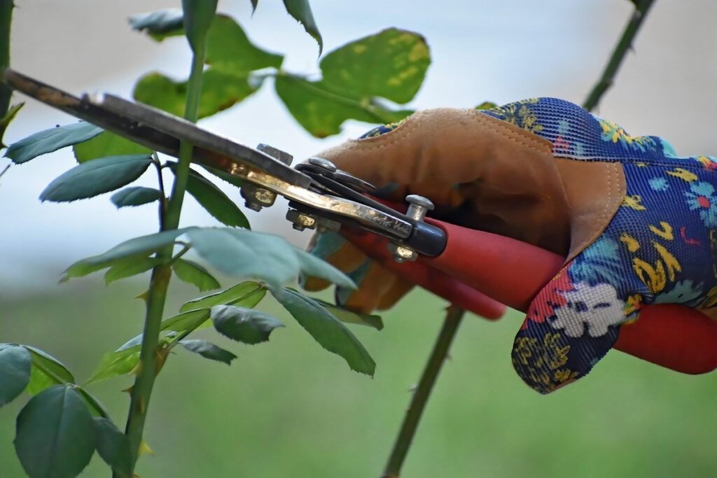 hydrangea care pruning