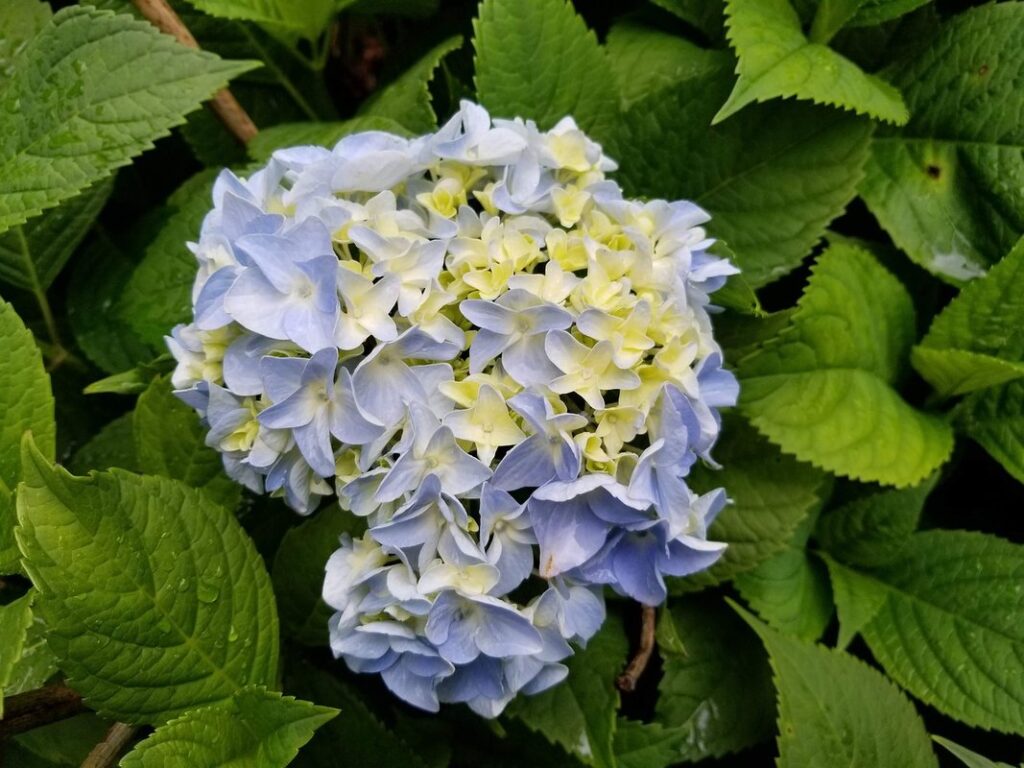 hydrangea shrub pruning