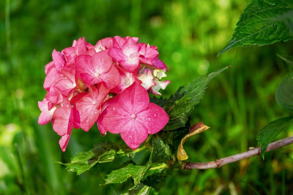 trimming hydrangeas in spring
