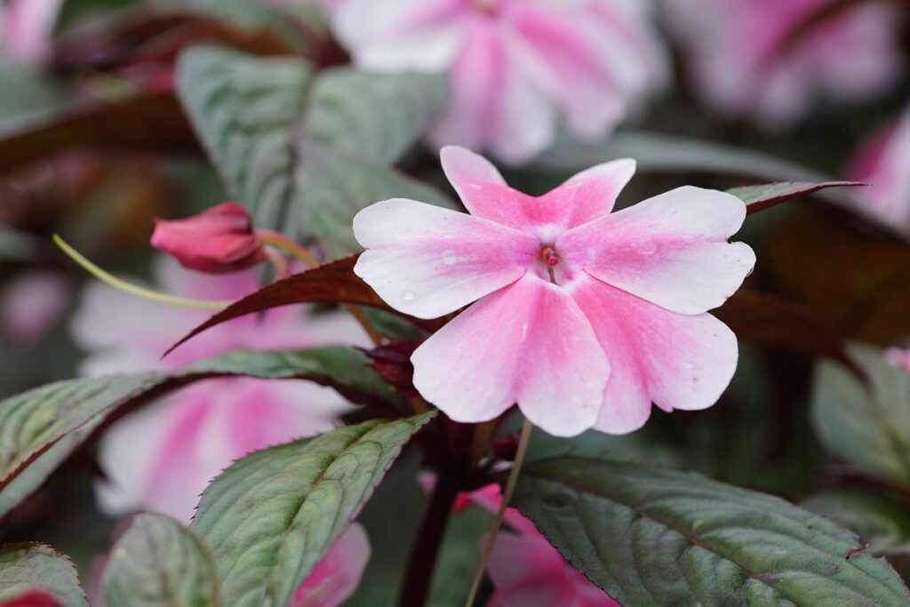 new guinea impatiens plant