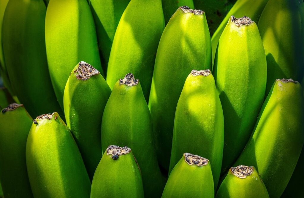 indoor banana tree