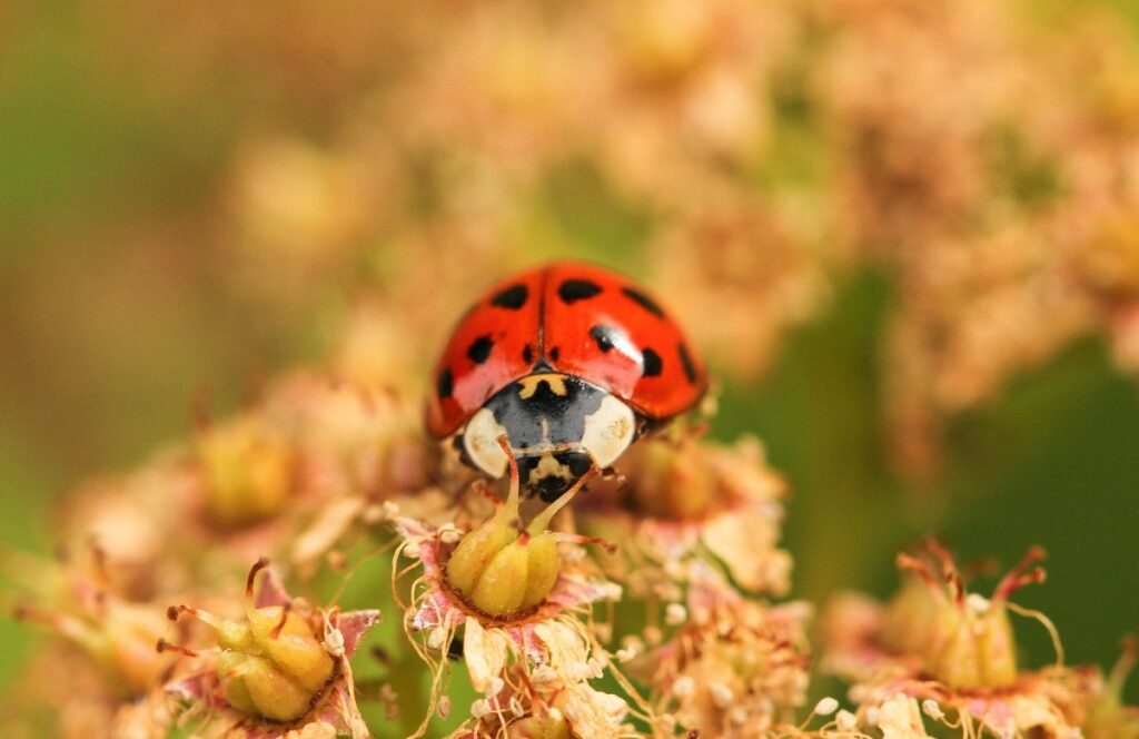 invasive species plants